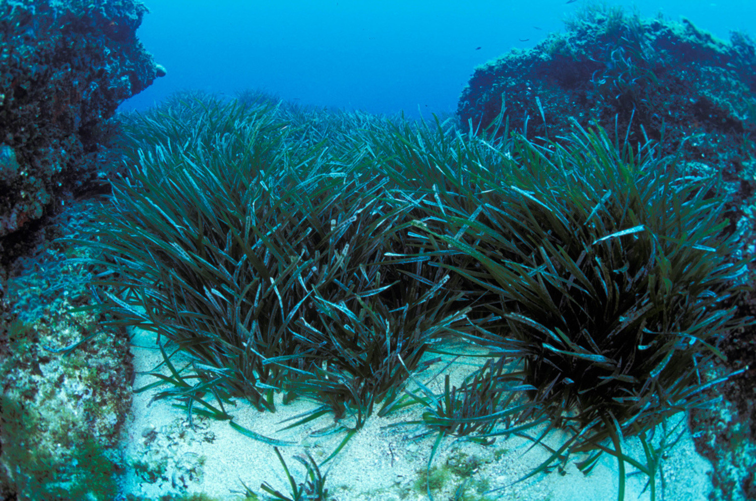 L'élimination du carbone par les habitats de carbone bleu est incertaine et peu fiable.